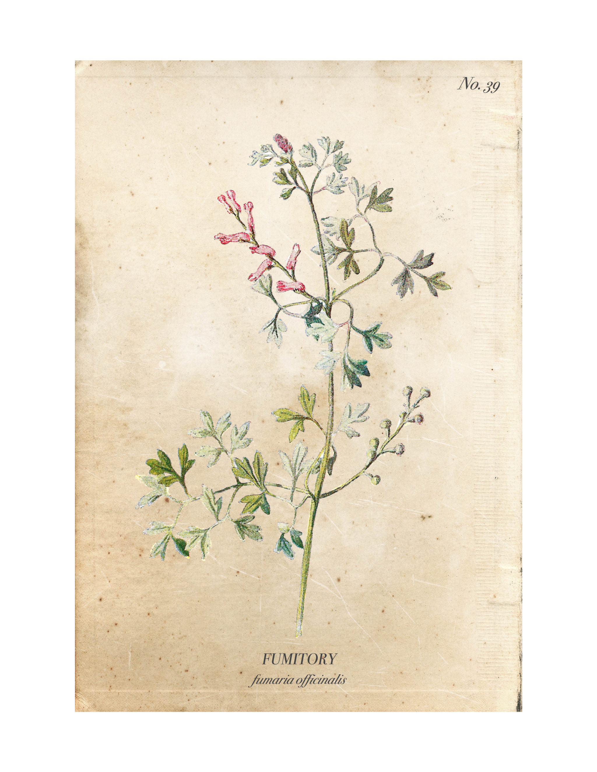 Free Vintage Botanical Printables