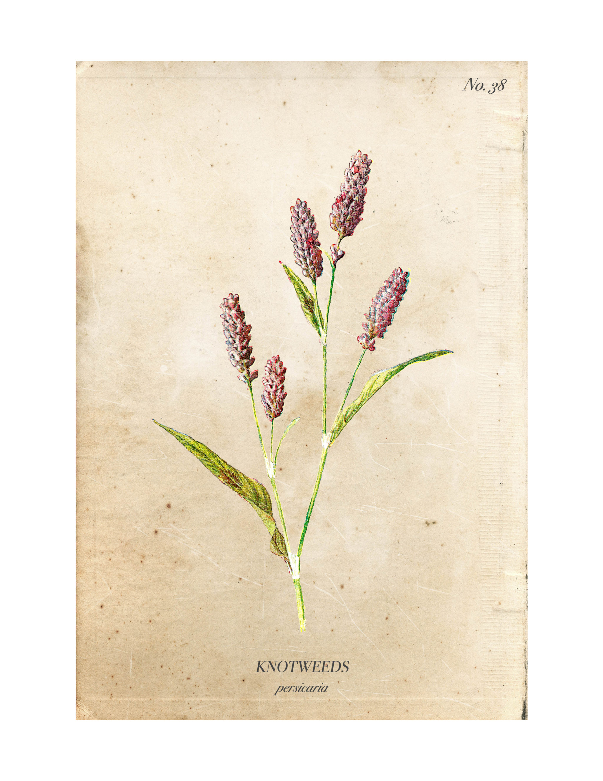 free-vintage-botanical-printables