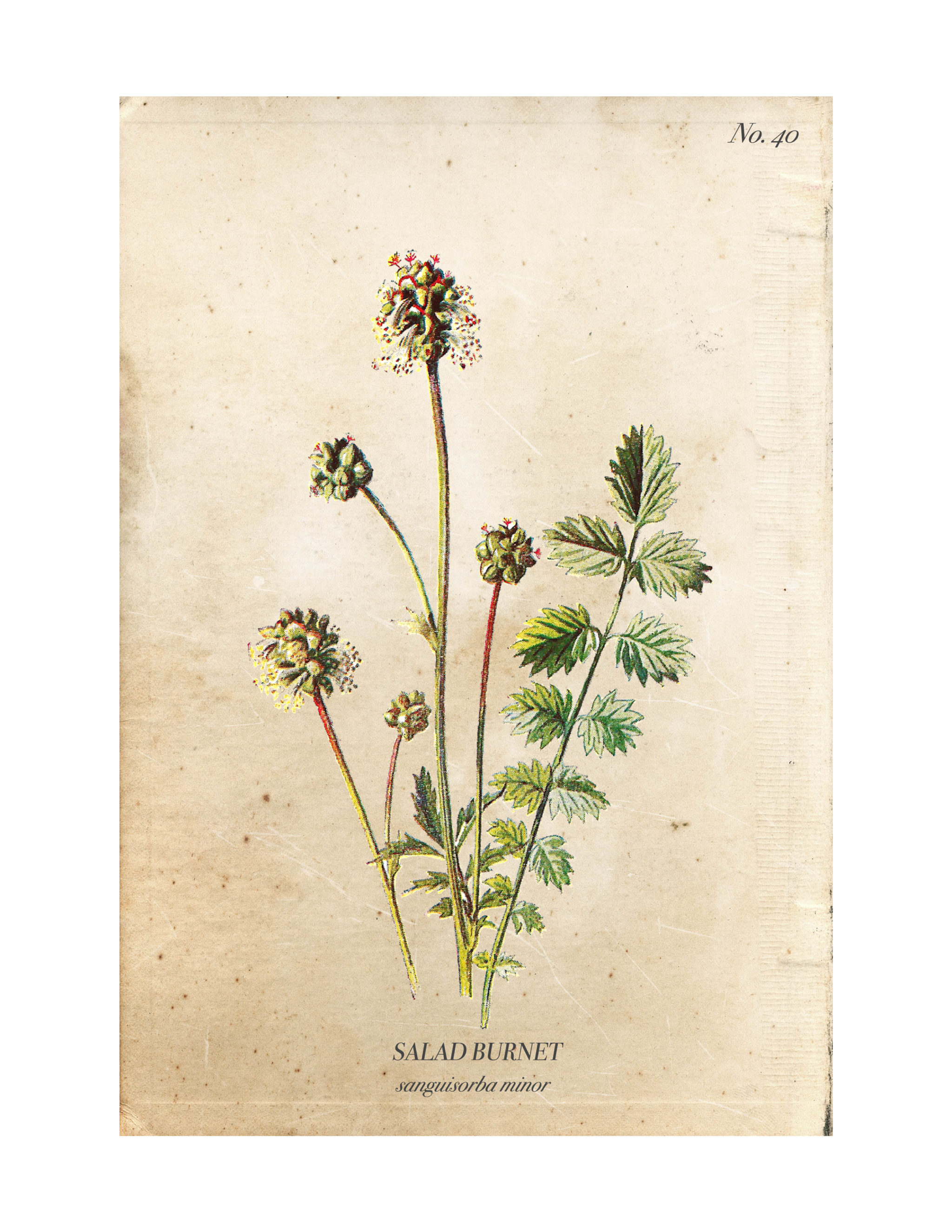 Free Vintage Botanical Printables